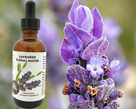 Lavender floral water bottle next to lavender flowers, highlighting its aromatic essence and mild properties.