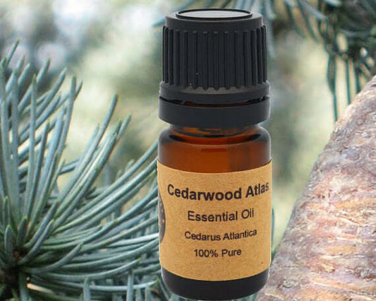 Cedarwood Atlas Essential Oil 15ml bottle on cedar tree background, 100% pure Cedrus Atlantica.