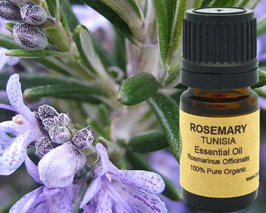 Organic Rosemary Essential Oil 15ml bottle with fresh rosemary plant background.